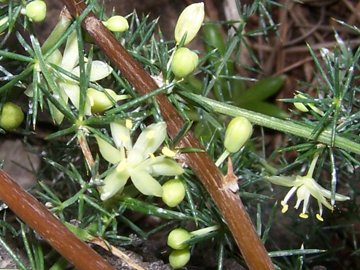 Asparagus acutifolius